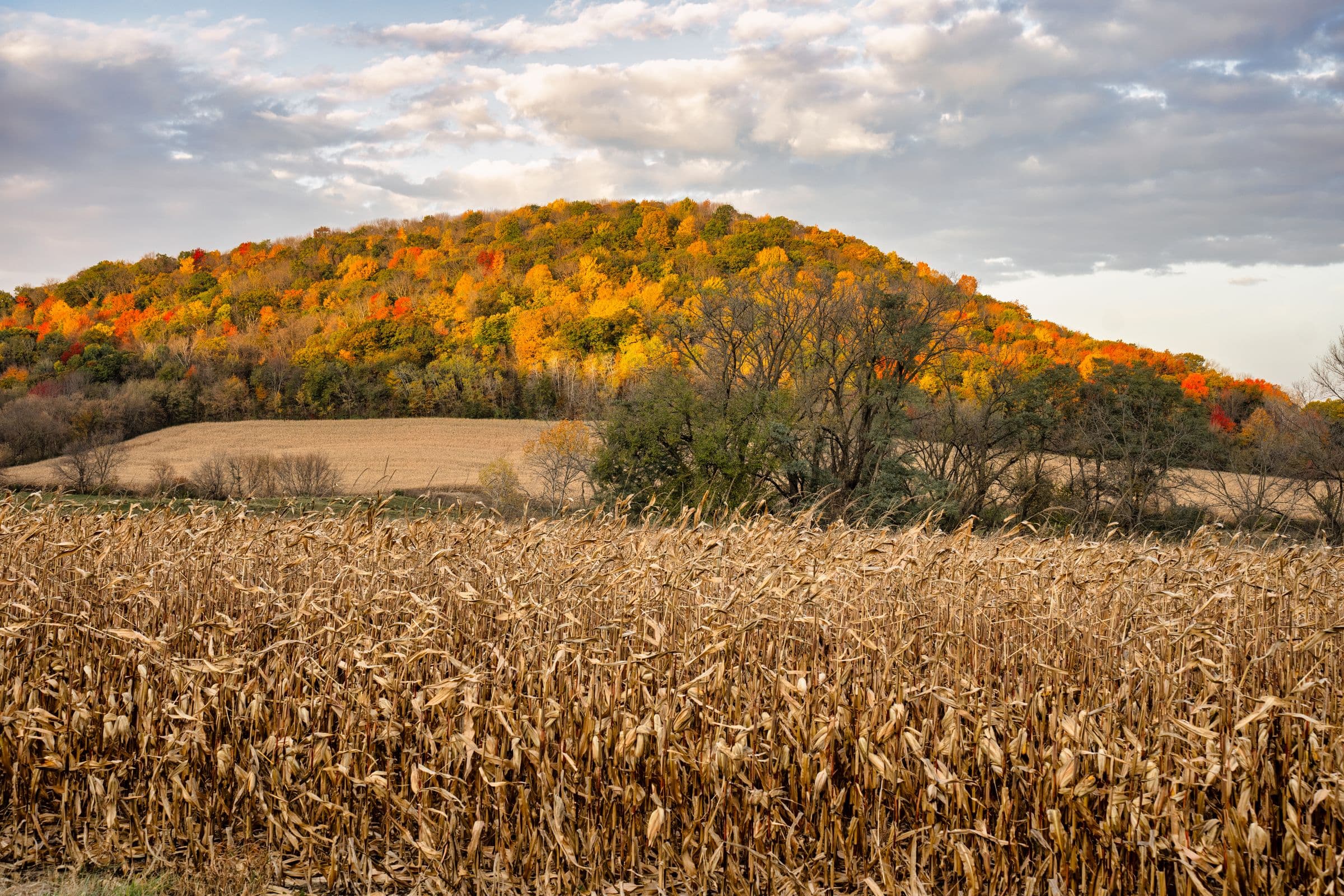 A cornfield below a hill of fall foliage